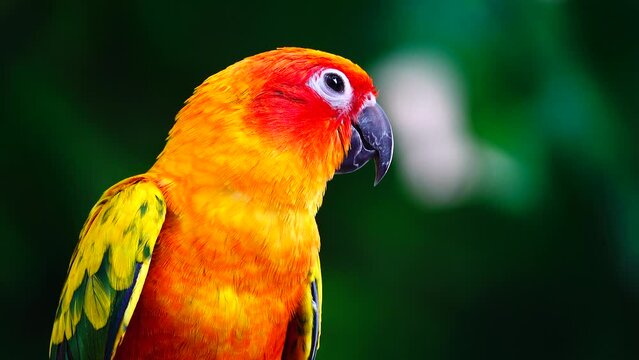 4K About Sun ConureThe sun parakeet beautiful colours of yellow orange and red (Aratinga solstitialis) also known as the sun conure bird in thailand.	
