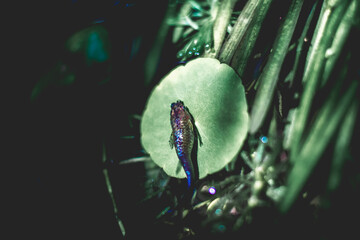  Lemna minor is a small aquatic plant that floats on the water surface. Lemna minor are often found near fish. fish on the lemna