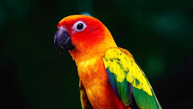 4K About Sun ConureThe sun parakeet beautiful colours of yellow orange and red (Aratinga solstitialis) also known as the sun conure bird in thailand.	
