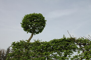 schiefer Baum