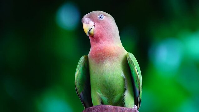4k love birds, green and pet birds. Their name comes from the commonly observed behavior that a pair of love birds will sit close to each other and cherish each other	
