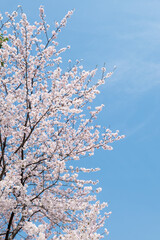 Cherry blossom tree in full bloom - 780716429