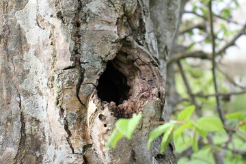 Loch im Baum