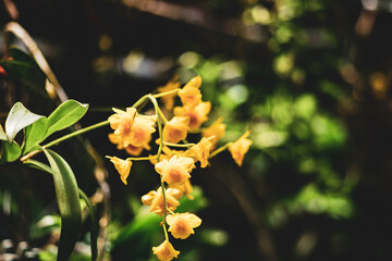 These orchids look like queens in the sun
Close-up of flowers blooming outdoors, Cropped hand...