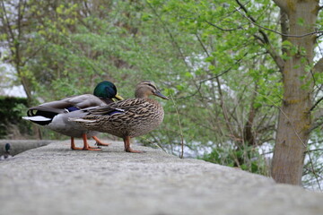Enten mit Ausblick