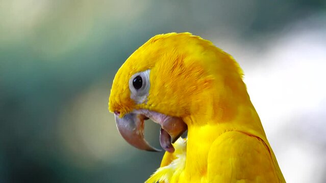 4k Golden conure (guaruba guarouba) perched on tree branch, chew and bite off the tree branch, displaying beak maintenance behaviour, close up shot.