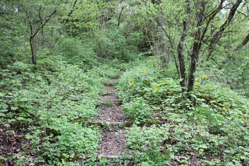 Waldweg mit Treppe