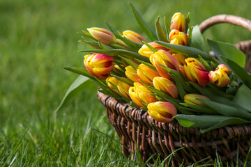 Colorful fresh tulips in wicker basket in the garden