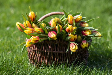 Colorful fresh tulips in wicker basket in the garden - 780718473