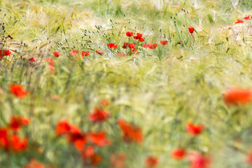 in the meadow - wild poppy flowers - soft focus - 780718618