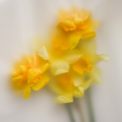 Abstract blur photo with a yellow narcissus flower on a light background