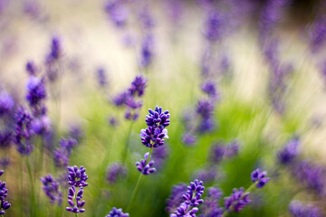lavender flowers in the garden - soft focus - 780718821