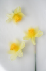 Composition with garden yellow daffodils on light background in soft blurred filter. Floral background