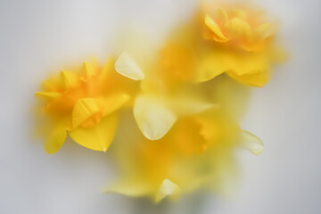 Fototapeta premium yellow narcissus flowers on white background in soft blur filter