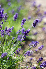 lavender flowers in the garden - soft focus - 780718879
