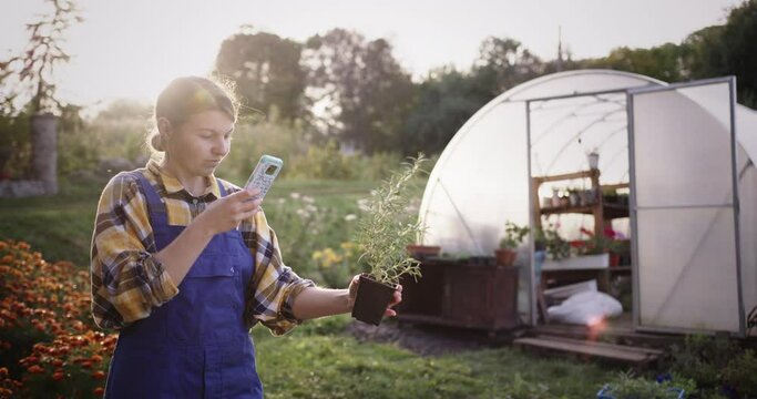 Gardener Photographing Plant With Smartphone by Greenhouse at Sunset
