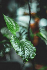 The Piper sarmentosum and stems contain alkaloids and essential oils, Piper sarmentosum leaves have a strong taste, slightly spicy, warm, anti-cold (like cold stomach), analgesic, Piper sarmentosum 