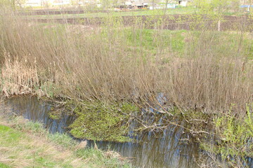 A pond surrounded by tall grass
