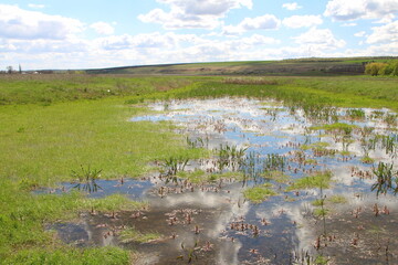 Obraz na płótnie Canvas A pond in a field