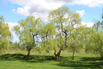 A group of trees in a field