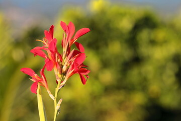Red flowers of achira -Canna indica- plant in blooming season flowering in the farmlands -mainly for tobacco growing- of the valley. Viñales-Cuba-159