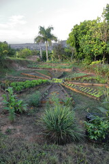 Small radial grove with elongated triangular plots -some left fallow- for vegetable crops on the gentle slope of a hill in Viñales Valley. Cuba-160