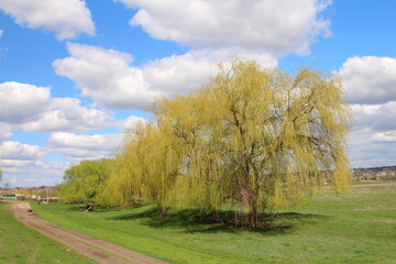 A tree in a field