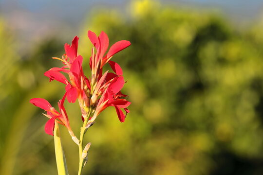 Red flowers of achira -Canna indica- plant in blooming season flowering in the farmlands -mainly for tobacco growing- of the valley. Vi&ntilde;ales-Cuba-159