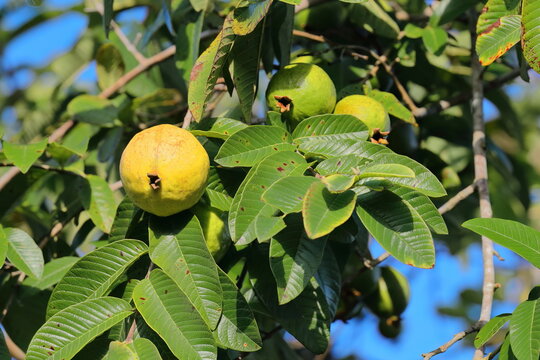 Apple or lemon guava -Psidium guajava- yellow fruits cultivated in the Valle de Vi&ntilde;ales Valley, seen while ripening on the tree. Vi&ntilde;ales-Cuba-158