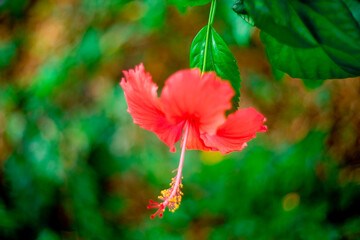 The colors of Japanese Hibiscus rosa-sinensis flowers are very rich from red, pink, red, purple,...