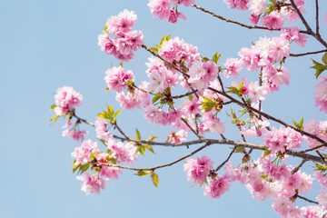 Pink cherry blossom in full bloom close up view - 780721266