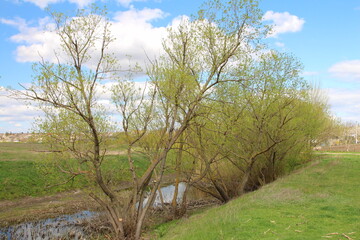 A group of trees in a field