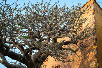 un arbre décoratif devant une luxueuse villa dans la banlieue de Dakar au Sénégal en Afrique occidentale