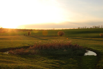 Obraz premium A field with grass and trees