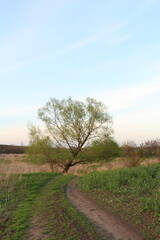 Fototapeta na wymiar A tree in a field