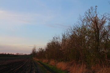 Fototapeta premium A dirt road with trees and grass