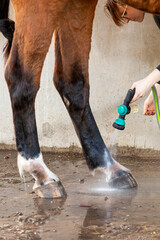Rinsing with water horse leg with mud fever in pastern, caused by an infection of the skin by the bacteria Dermatophilus congolensis, which often occurs in muddy and wet paddocks.