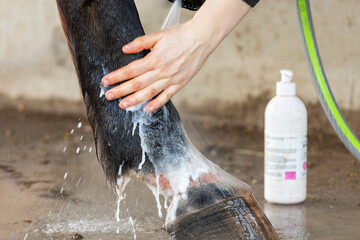 Washing with antibacterial soap horse leg with mud fever in pastern, caused by an infection of the skin by the bacteria Dermatophilus congolensis, which often occurs in muddy and wet paddocks. - obrazy, fototapety, plakaty