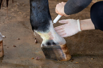 Treatment of horse leg pastern with mud fever in pastern. Lubrication antibacterial ointment for...