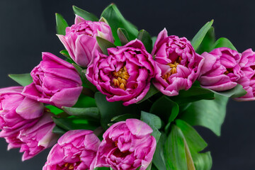 A bouquet of pink peony-shaped tulips in close-up