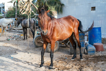 cheval de trait au repos dans un quartier de Dakar au Sénégal en Afrique