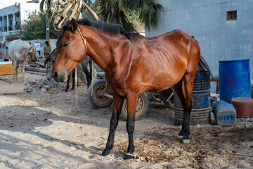 cheval de trait au repos dans un quartier de Dakar au Sénégal en Afrique