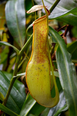 Nepenthes gracilis, slender pitcher plant close up