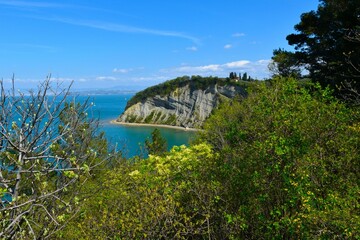 View of the Moon bay at the coast of the Adriatic sea in Littoral region, Slovenia with a flowering manna ash (Fraxinus ornus) tree