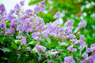 Lagerstroemia floribunda or Thai crape myrtle flowers at the top of the tree with blue clear sky....
