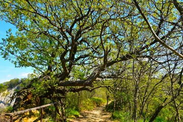 Pubescent oak (Quercus pubescens) above a trail in Strunjan nature reserve on the Slovenia coast