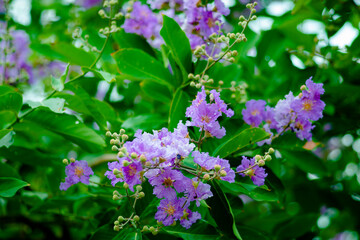Lagerstroemia floribunda or Thai crape myrtle flowers at the top of the tree with blue clear sky. Lagerstroemia floribunda flower with cloudy blue sky