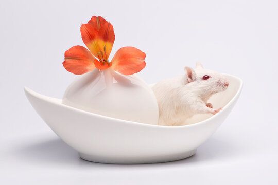 Mongolian gerbil with a vase