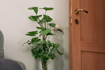 Pianta Anthurium Magnificum disposta in un vaso nel salotto nella stanza dell'appartamento della...