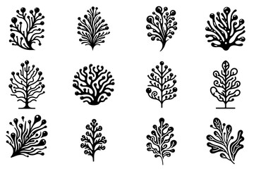 Seaweed icon. Set of black algae icons. Sea plants icon isolated on white